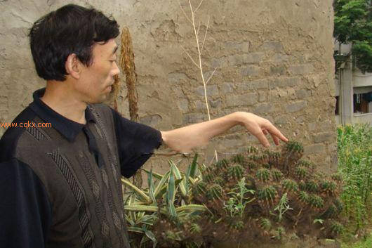 花盆里长出一百多个仙人球
