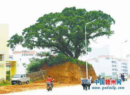兴国路边上的一棵古榕树高高耸立在四周被挖低的土墩上，其生长环境不容乐观。