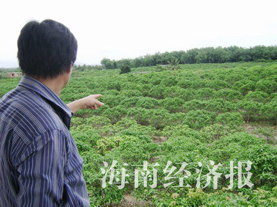 三亚市东方太阳城项目征地芒果苗赔偿标准不清