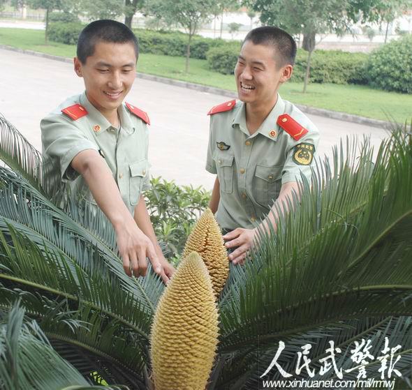 难得一见 重庆武警营区内百余铁树竞相开花