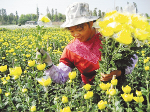 昆明花卉