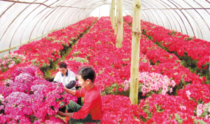 园林网 资讯中心 市场动态 > 正文 此外,宜良县还成立了花卉产业联合