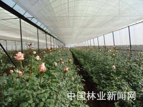 合作社引导花农使用这样统一的大棚及其设施，为产品品质和稳定产量提供了保障。 