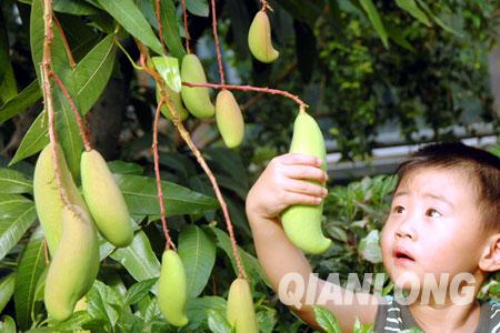 花卉大观园芒果飘香 最大一颗长达8公分(图)