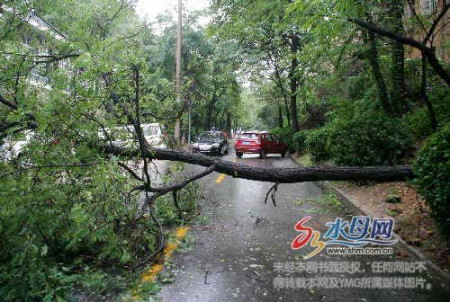 40年的大槐树雨中倒地 毓西路被堵死 