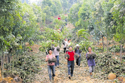 昨日，江北铁山坪，当年花费数十万元补栽的树木已不见踪影 