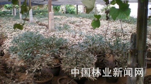 暴雨冲击大余花木业