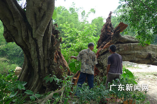 图为当地村民看着断裂的古树枝，觉得异常可惜。