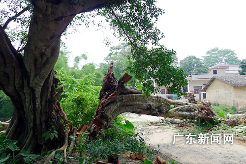 断裂的枝干横亘在道路中央，堵住了去路。