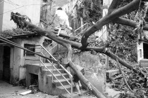 台风刮倒绿化树 树坑被填成停车位