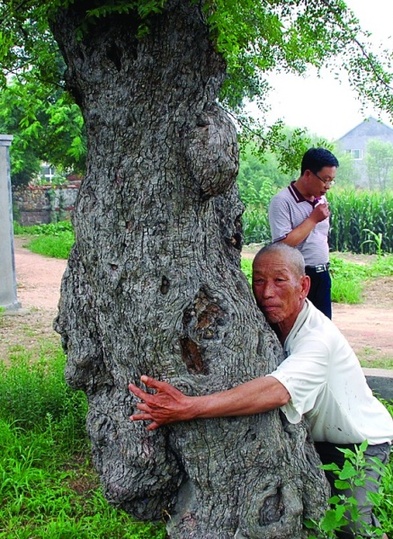 千岁酸枣树、400年国槐患重病 专家“抢救”20天脱险