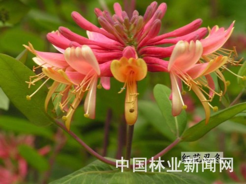 新品推荐：优美花灌木——红花忍冬