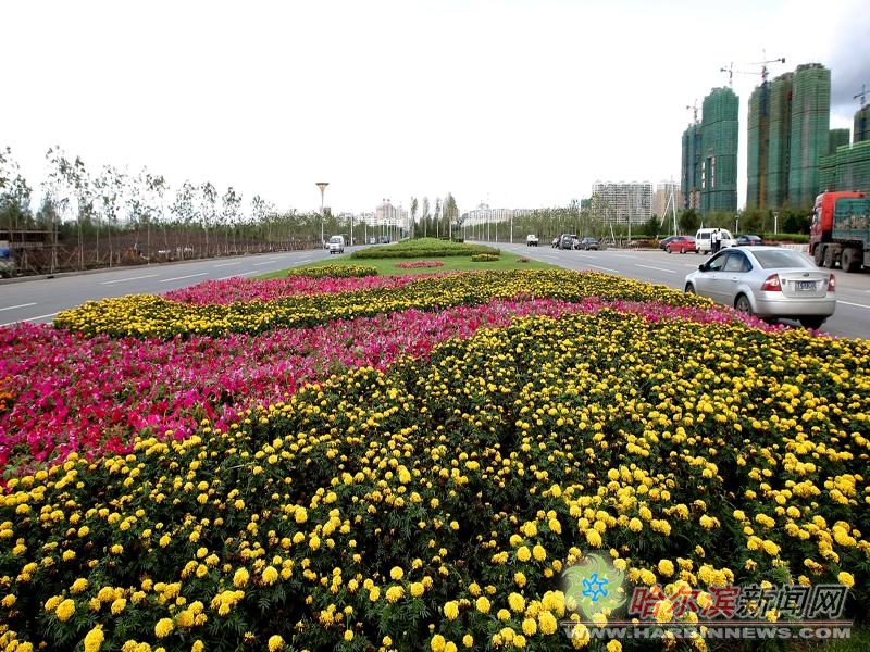 花草栽种在群力大道机动车绿化带中,走进约二千米的群力花卉景观大道