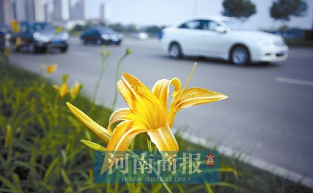 郑州中原西路黄花是大花萱草 有毒性市民勿采