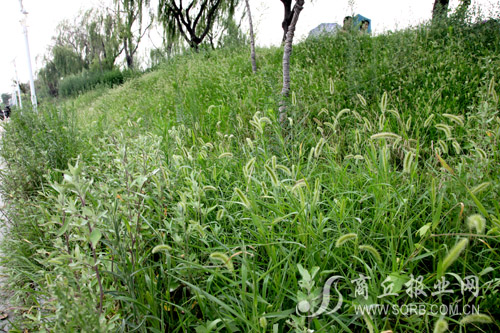 商丘:运河两岸杂草丛生很茂盛 南京路上绿化草坪多被占