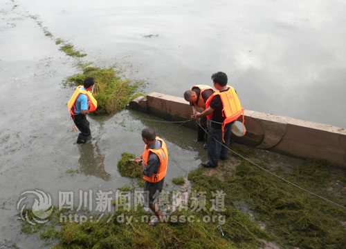 四川：外来水草旌湖“惹祸” 苦了德阳园林工人（图）