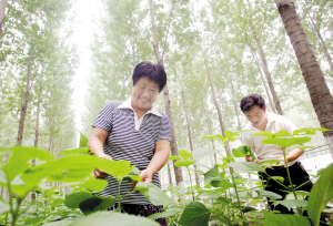 天津宝坻区花卉与芳香植物种植产业带动农民增收