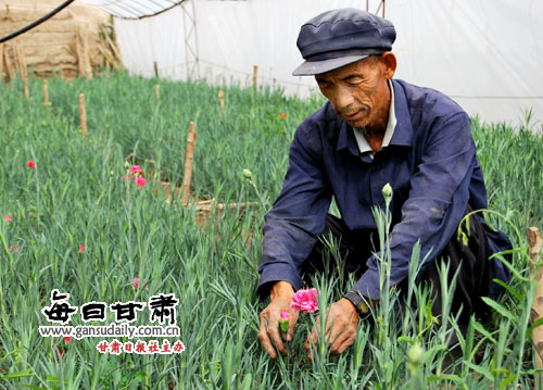 凉州区清水乡村民在花卉温棚内察看玫瑰花长势