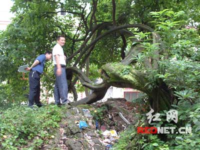 奇：湘西一棵千年古藤长成了枝繁叶茂的大树（图）