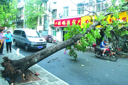 大树拔根倒堵了整条路 园林工作人员分段运走（图）