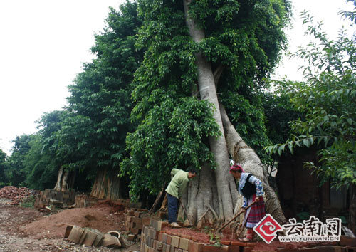 开远园林苗木年销过亿 欲建云南最大苗木基地(图)