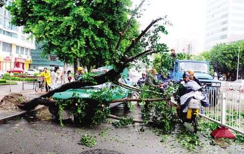 福州市园林部门两天排除950棵行道树险情(图)