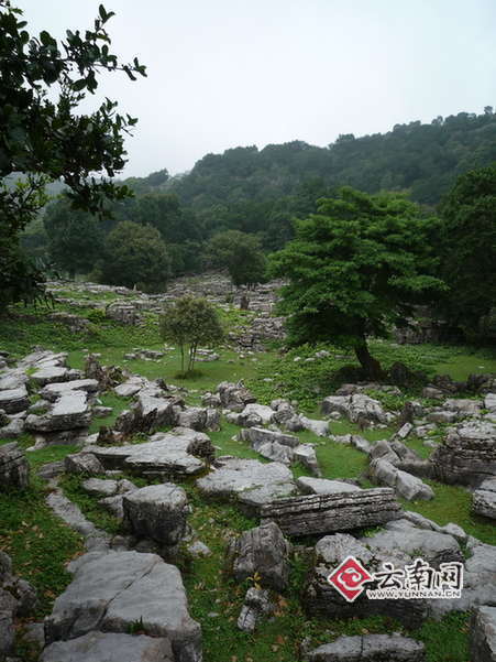 云南：要致富就植树 曲靖市师宗县农民种树赚钱逛北京