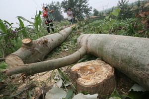 石家庄：一夜之间 上百棵树被盗伐 派出所已介入调查