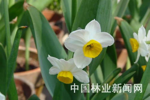 花卉:水仙花