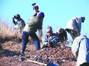 北京：20年爆破造林 京郊24万亩石山披绿装（图）