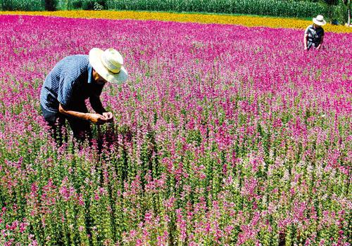 甘肃：甘州花卉制种超过30种 农民增收的重要渠道