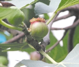 河南：一市民种植了10年的无花果树竞鲜花怒放（图）