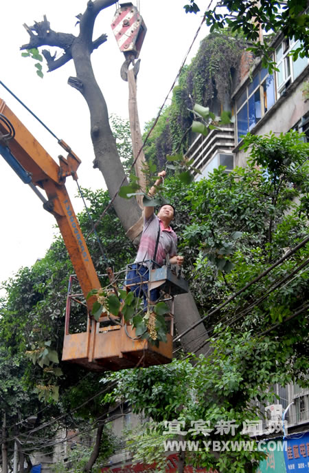 大树被电线绊住，市政工作人员紧急处置 