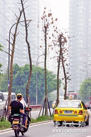 重庆：法国梧桐行道树死了 到底谁之过（图）