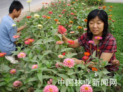 山东：梁山荒滩荒地种花 既美化环境又增加经济收入