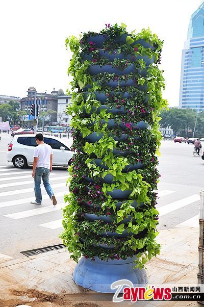 新型景观花卉 