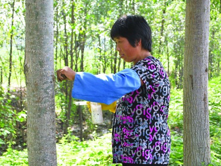 任城区组织农民对树木注射生物制剂，以防美国白蛾。