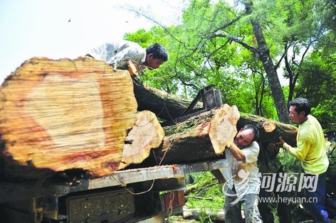 广东：源城区园林局对老城400大树“截肢”惹市民争议