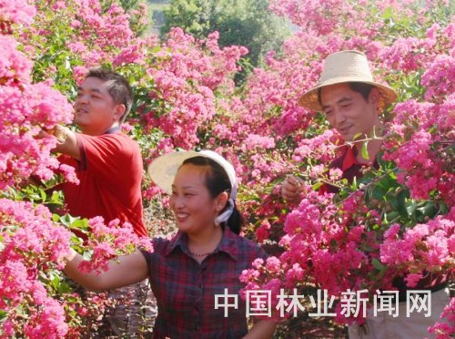 图为近日竹山县溢水镇的苗圃职工正在为盛开的紫薇抹芽。