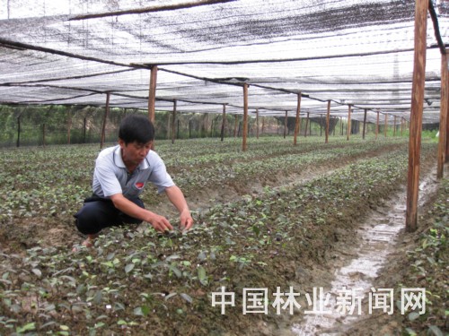 江西：安福苗农周建生繁育高产无性系油茶苗30万株