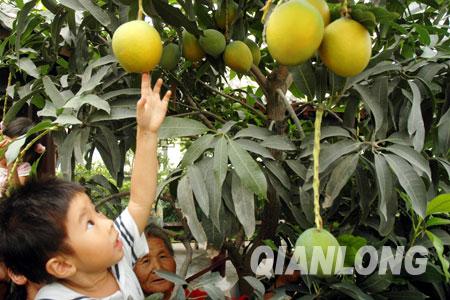 北京：世界花卉大观园“小皮球”芒果提前成熟（图）