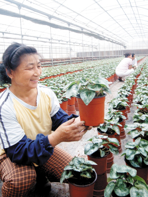 天津北辰区花卉种植基地加强管理保证国庆市场供应