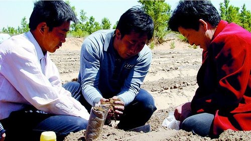 牛玉琴在新建苗圃试验田用高科技育苗