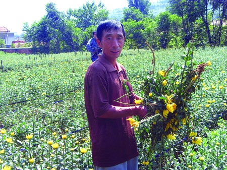 康玉党站在自家花圃里，捧起被掐掉的菊花，心很痛。