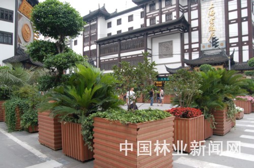 盆栽添绿申城豫园