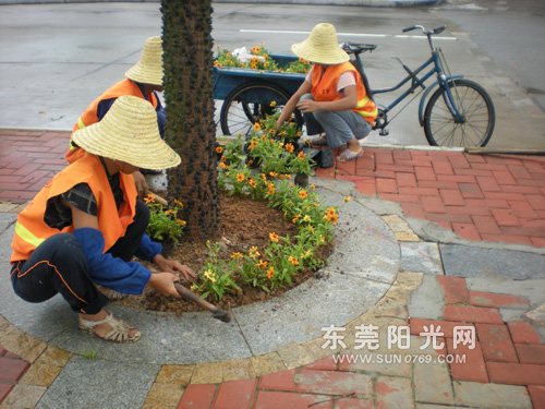 广东：东莞企石镇5000多株花草填补道路绿化“空缺”