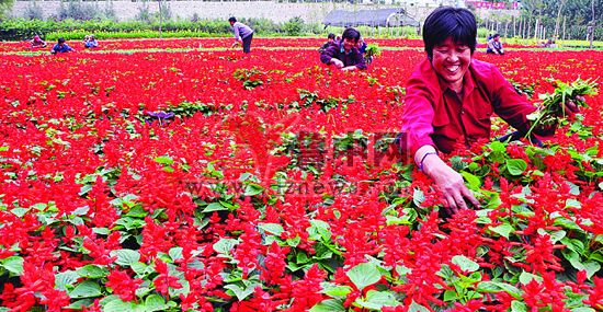 山东：330万株鲜花20日前进城 国庆节中心城区将成花海