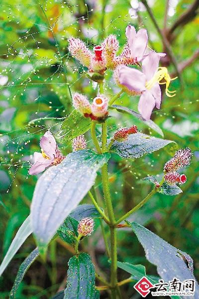 云南：哈尼梯田现奇花 花托似酒盅花蕊像手指（图）