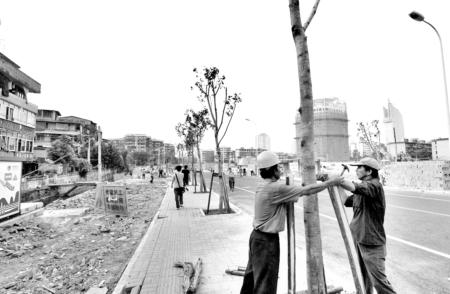 福州：空地移植大树建散步区 华屏路将增绿扩人行道