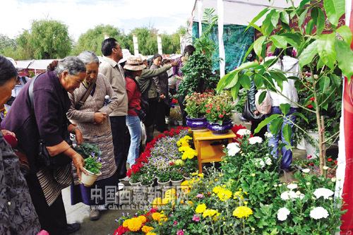 雪顿节上展出的40多种花卉深受群众喜爱